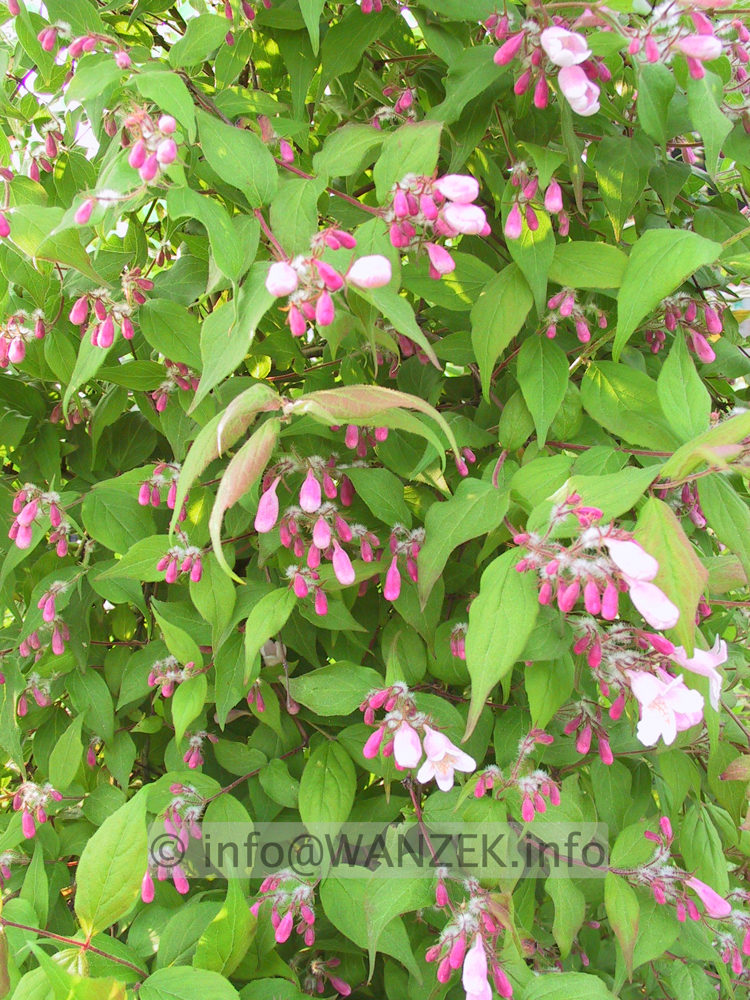 Kolkwitzia amabilis 02.JPG